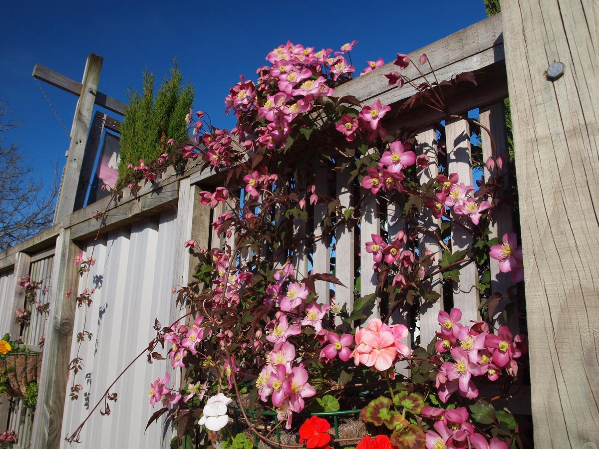 Annies Nirvana Lodge Backpackers Takaka Exterior photo